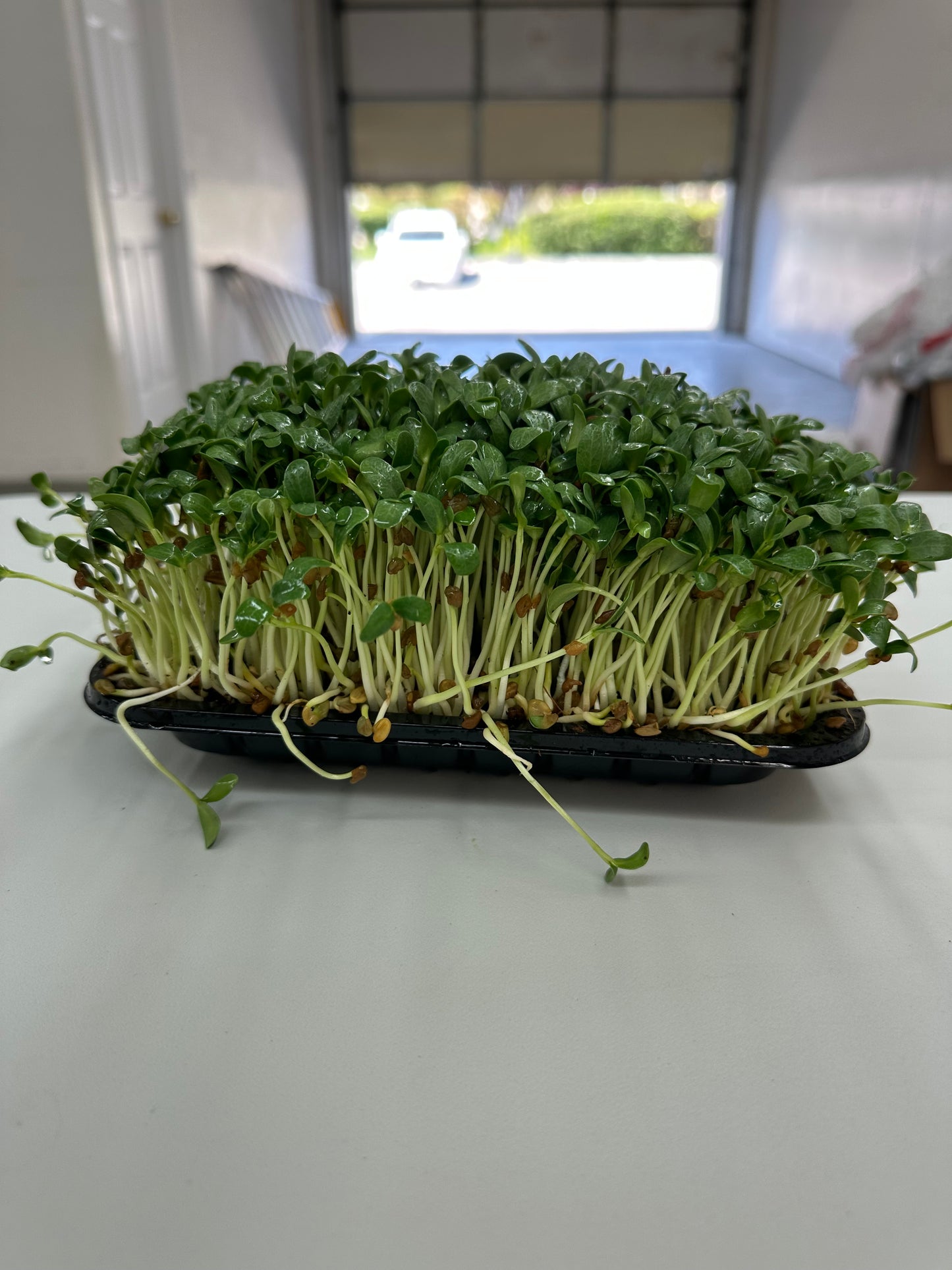 Ready to harvest Fenugreek micro-greens