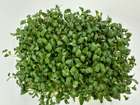 Ready to harvest Fenugreek micro-greens