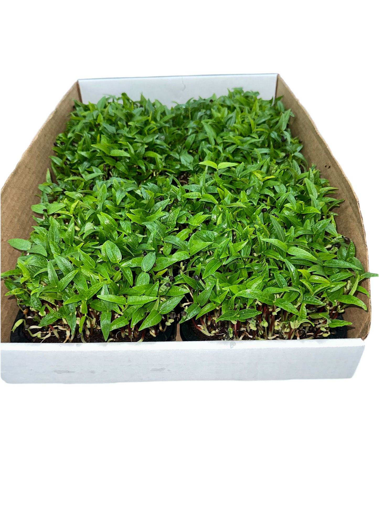 Black Magic Microgreens lentil