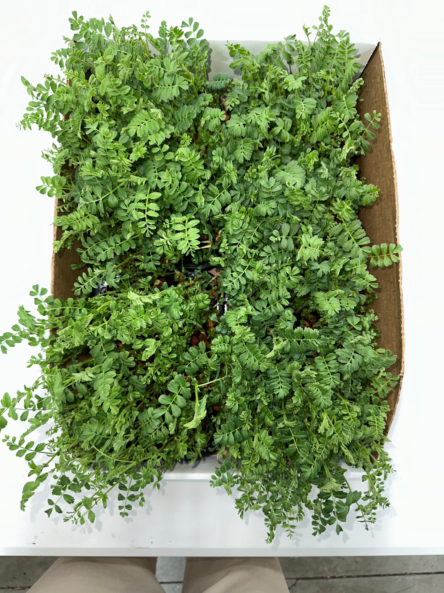 Hip Peas Nutri-greens