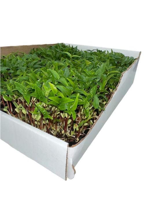Black Magic Microgreens lentil