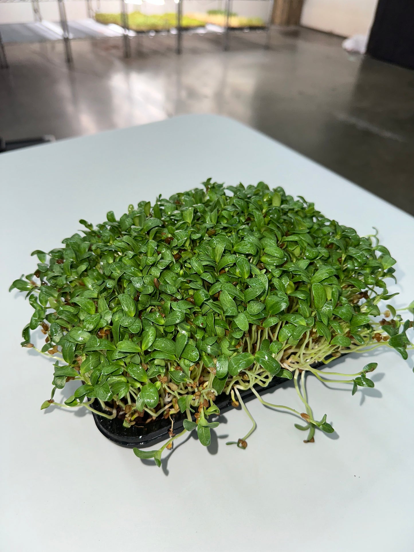 Ready to harvest Fenugreek micro-greens