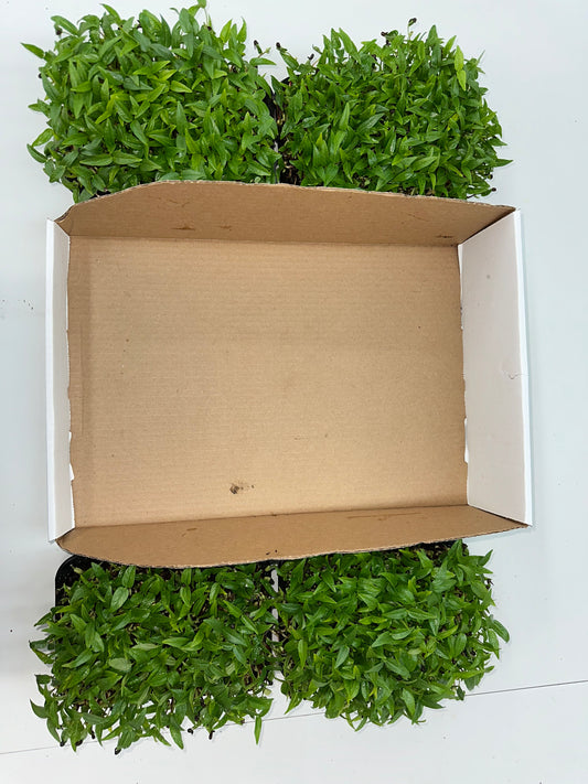 Monsoon Tray