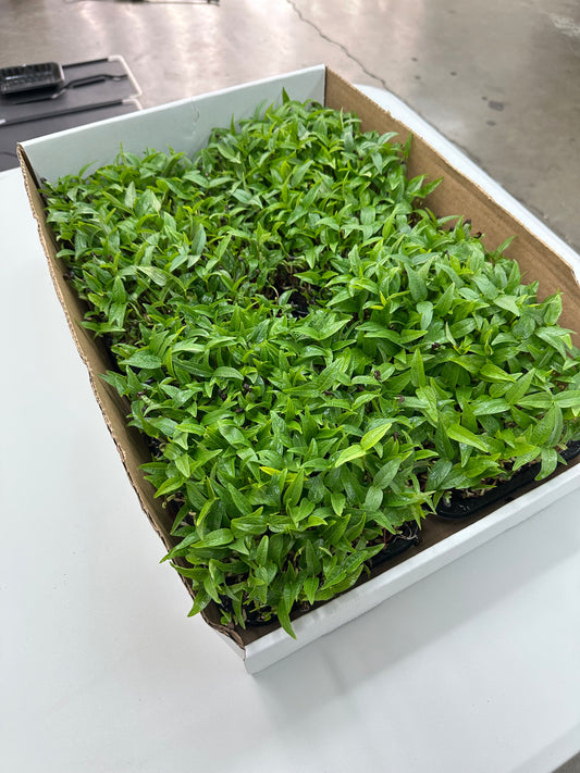 Monsoon Tray