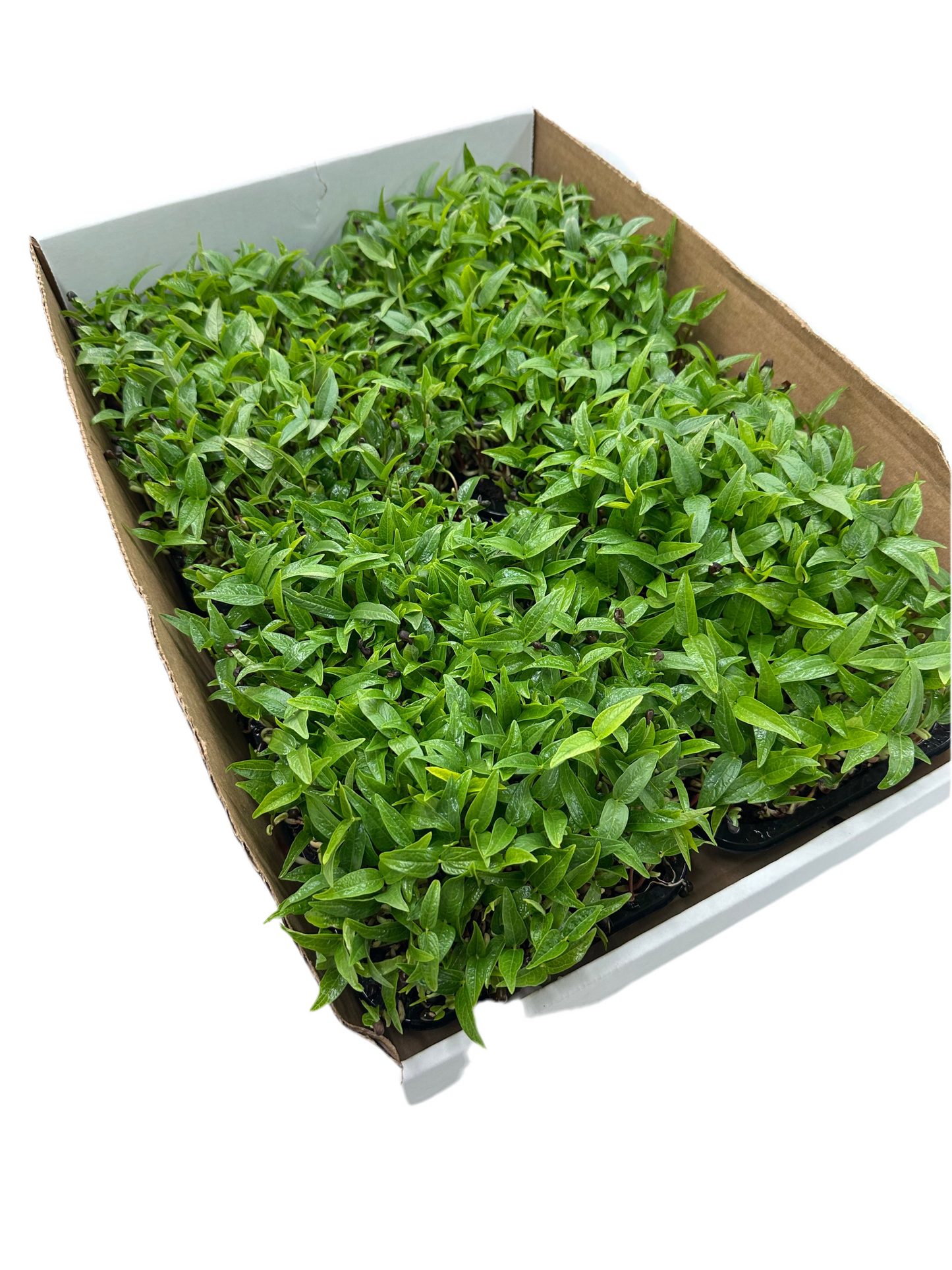 Monsoon Tray