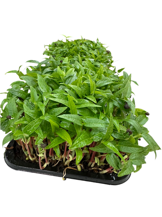 Black Magic Microgreens lentil