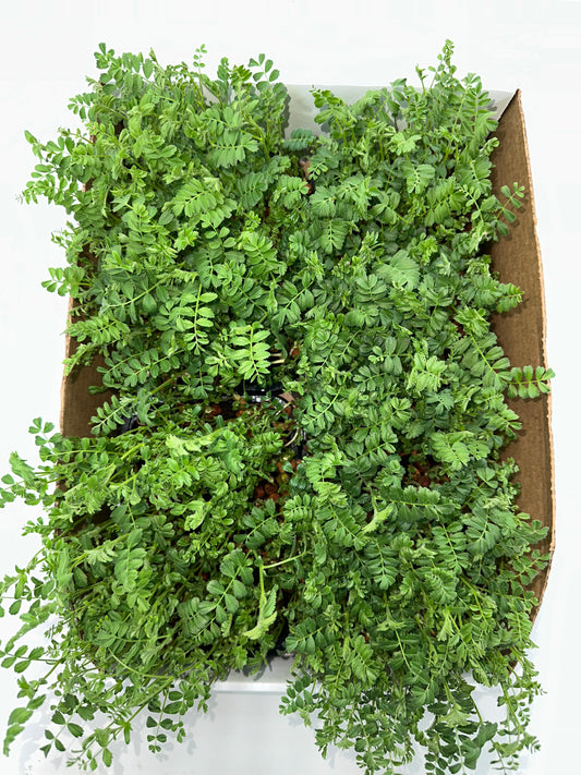 Hip Peas Nutri-greens