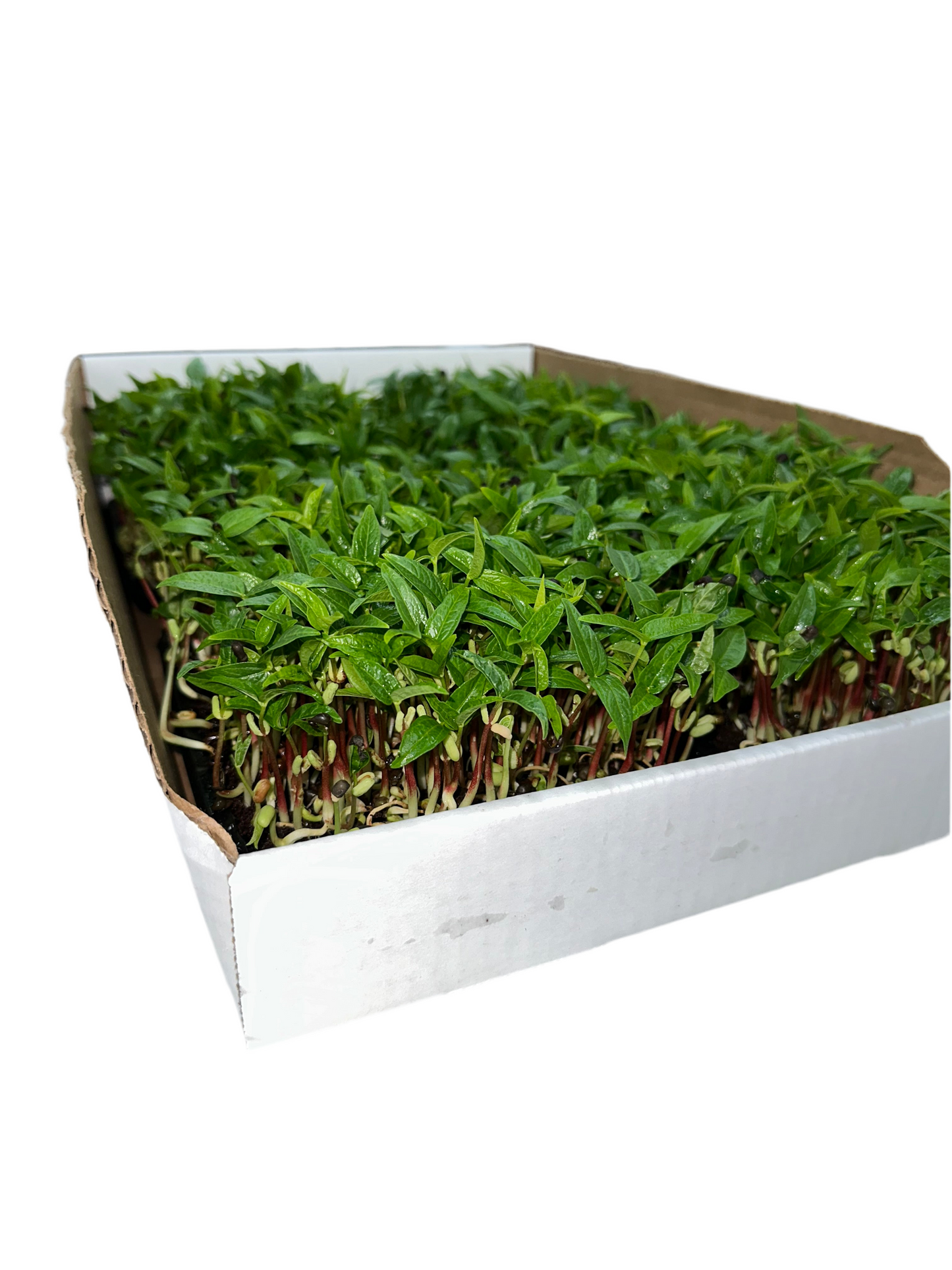 Monsoon Tray
