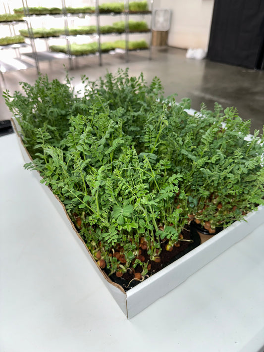 Hip Peas Nutri-greens