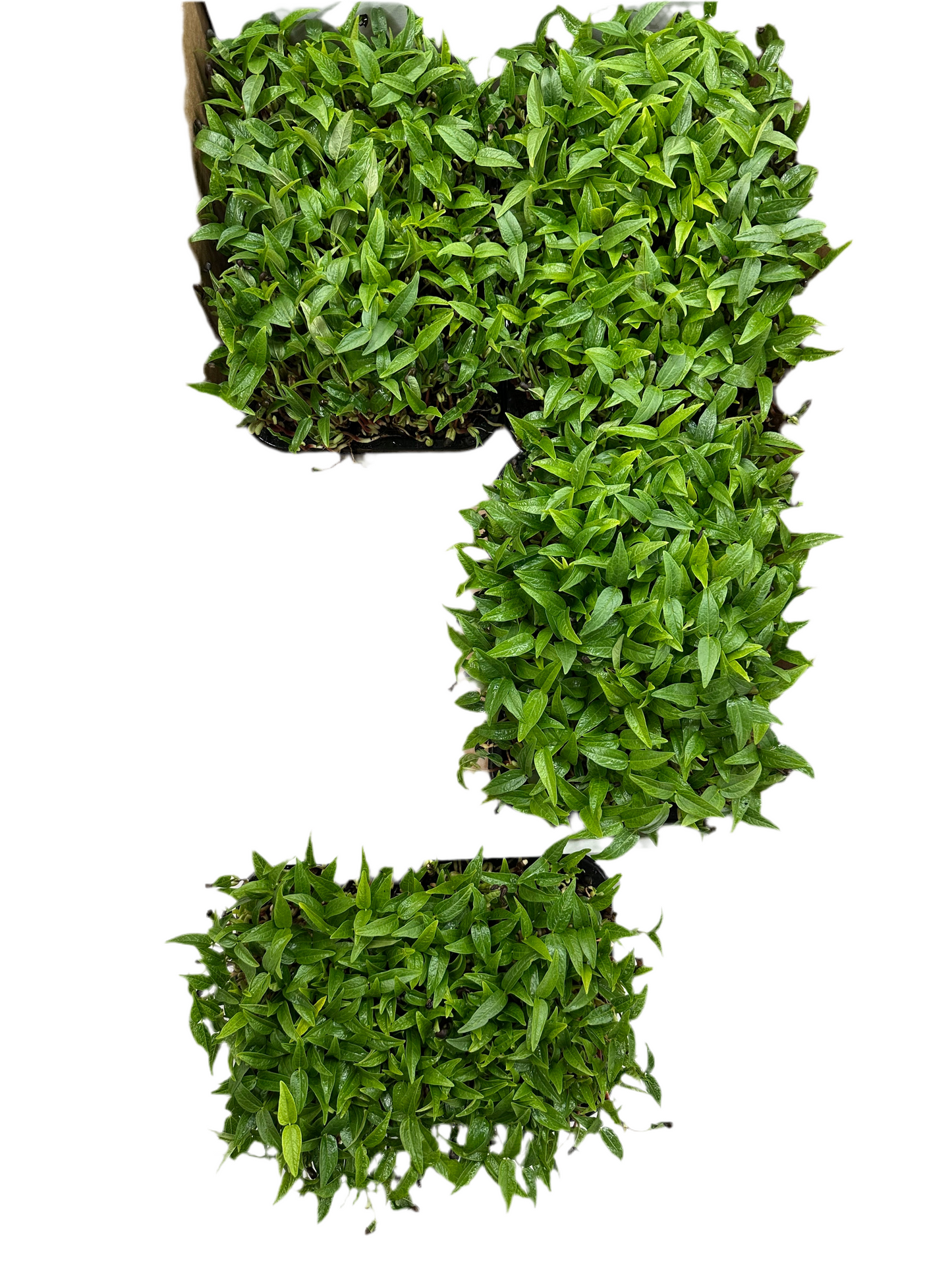 Black Magic Microgreens lentil