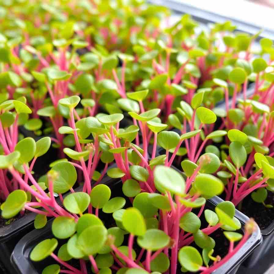 Vibrant Radish Rockets