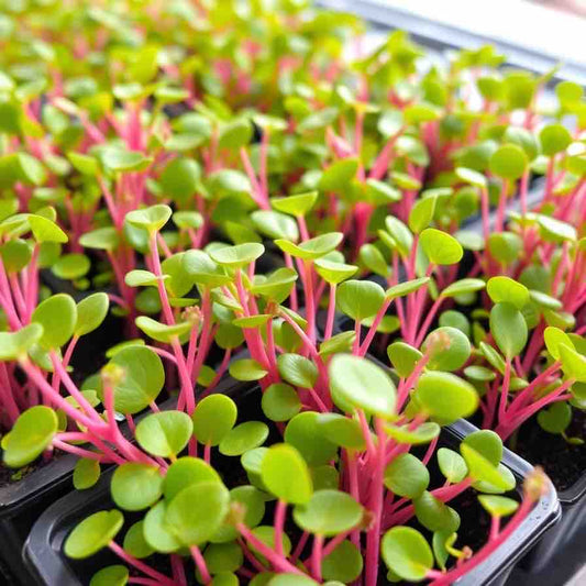 Vibrant Radish Rockets